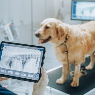 At a Modern Veterinary Clinic: Golden Retriever Pet Standing on Examination Table as a Female Veterinarian Assesses the Dog's Health on a Tablet Computer with X-Ray Scans